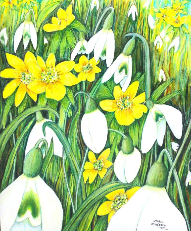 White snowdrops and bright yellow winter aconites nestled among green grass – an early spring botanical study in acrylic and watercolour crayons by Joan Hudson